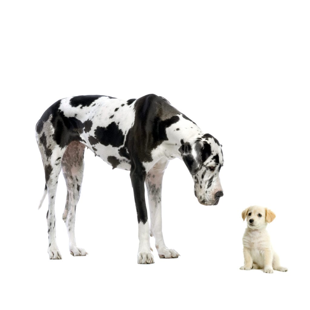 large Grate Dane and small Yellow Labrador Puppy